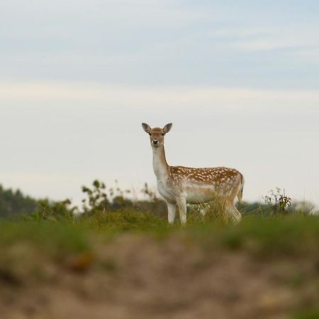 Boszicht 6 Halfvrijstaande Vakantiewoning In Oostkapelle Esterno foto